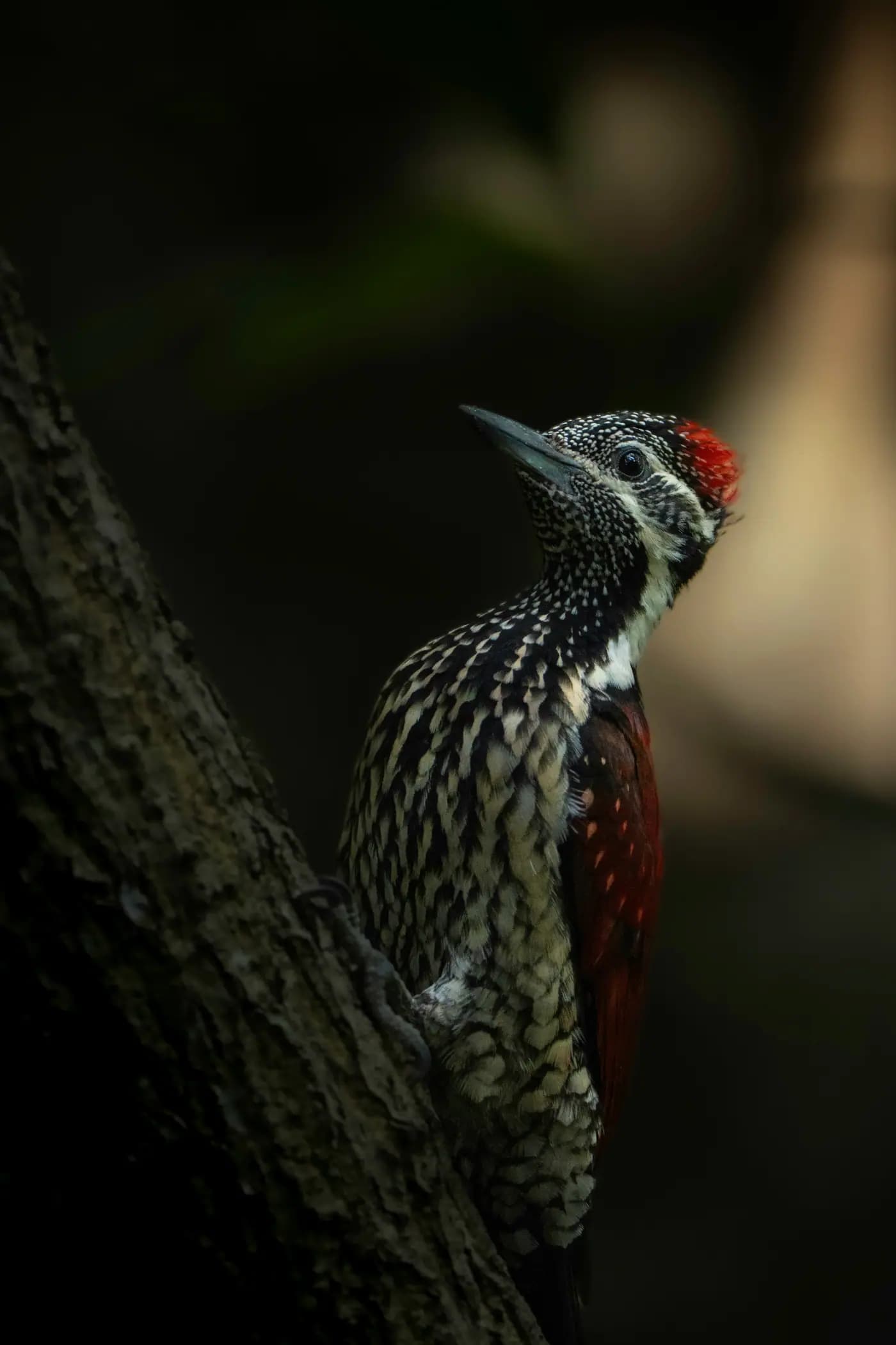Close-up of a woodpecker perched on a tree trunk.