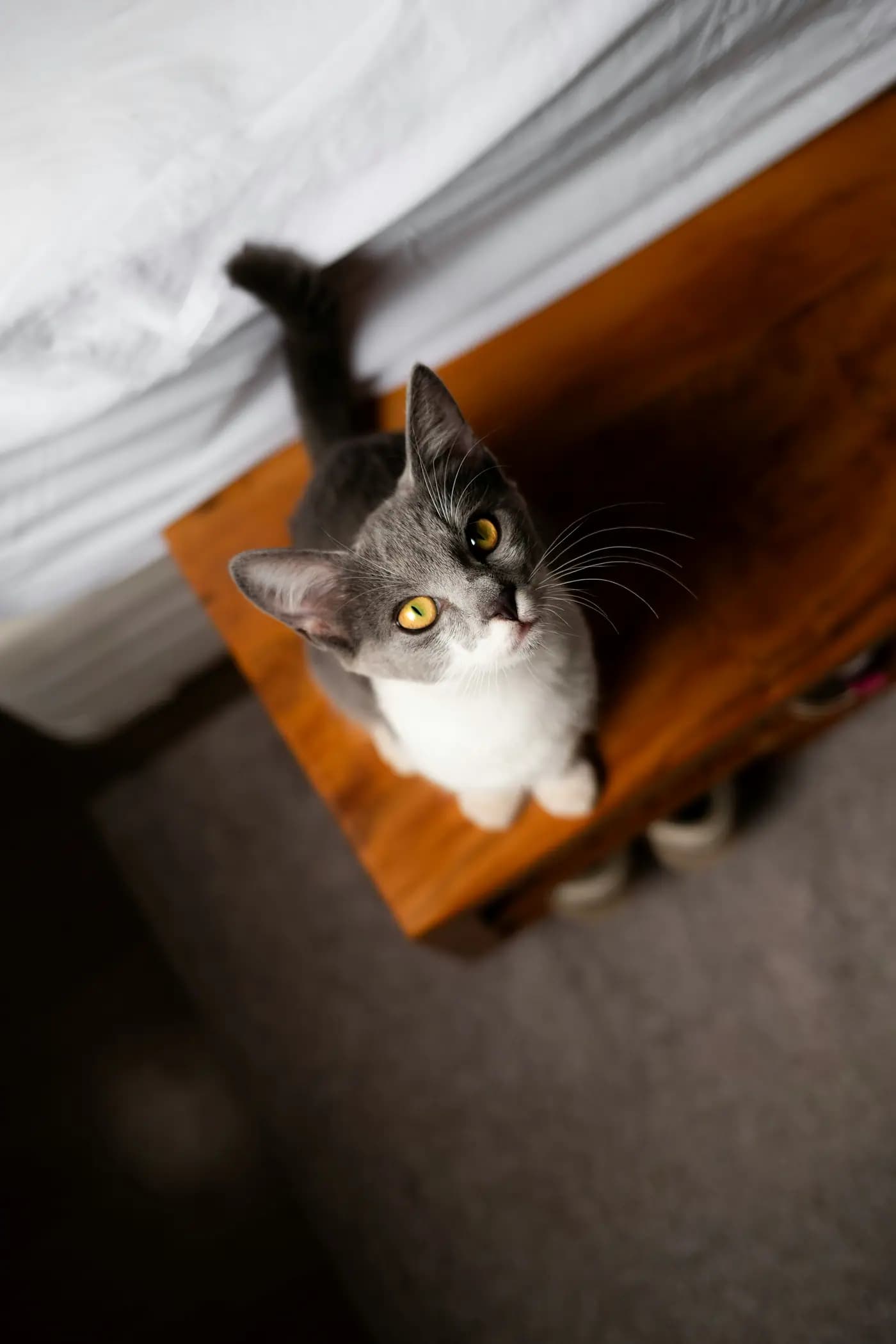 Gray and white cat sitting on a wooden bench looking up.